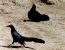 61grackles.JPG